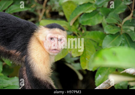 Singe capucin à tête blanche, rainforest, Gamboa, Panama Banque D'Images