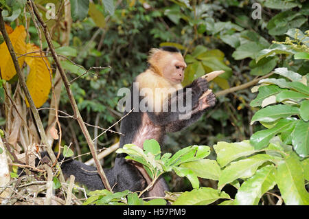 Singe capucin à tête blanche, rainforest, Gamboa, Panama Banque D'Images