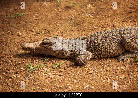 Crocodile cubain se reposant dans la boue, Guama, Santiago de Cuba, de Cuba, des Caraïbes. Banque D'Images