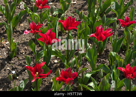 Tulip Dolls Menuet Banque D'Images
