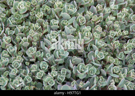 Lidakense Sedum Cauticola Banque D'Images