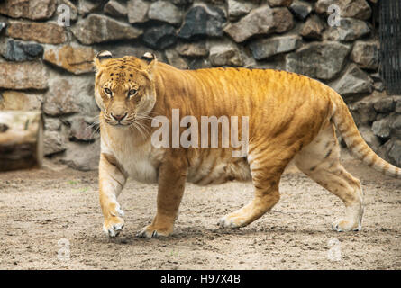 Portrait de liger, lion et Tiger Cub Banque D'Images