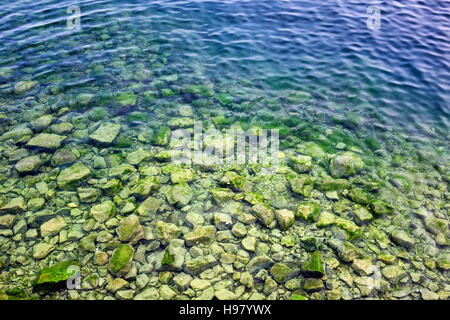 Spirogyra en bas des rochers dans l'eau du lac Baïkal. Corps étranger est le lac de colmatage, créant la menace de catastrophe écologique. Banque D'Images