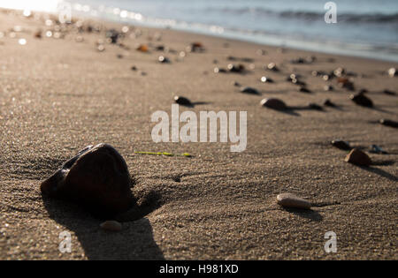 Cailloux et coquillages sur une plage de sable fin, photographiés au petit matin avec un faible soleil. Banque D'Images