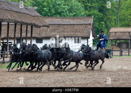Puszta rider en action avec ses chevaux. Photo prise le 05/05/2008 Banque D'Images