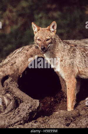 Le Chacal, indien(Canis aureus indicus),les charognards sur la carcasse de vache,Velavadar,Gujarat, Inde Banque D'Images