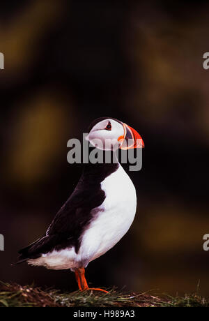 Macareux moine (Fratercula arctica), Iles Farne, Northumbria, Northumberland, Royaume-Uni Banque D'Images