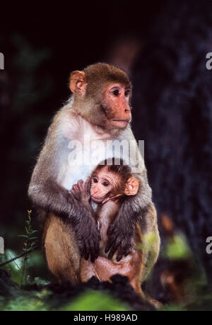 Macaque rhésus,(Macaca mulatta),une mère est assise tenant son enfant dans ses bras , le parc national de Keoladeo Ghana, Bharatpur, Inde Banque D'Images