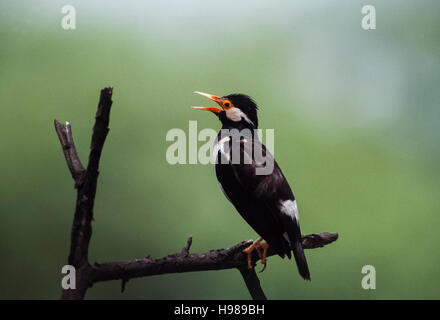 Pied, Myna(Gracupica contra), ou asiatique Pied Starling,perché avec bec grand ouvert pour refroidir,Parc national de Keoladeo Ghana, Inde Banque D'Images