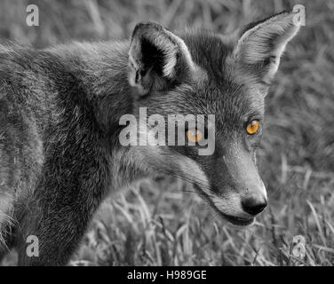 Fox (Vulpes vulpes) conversion en noir et blanc avec couleur couleur yeux pop tête et des épaules en format paysage. L'impact artistique yeux brillants. Banque D'Images