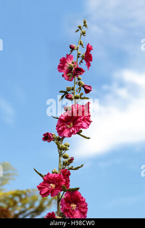 Fleurs rouge sombre de hollyhock Alcea rosea fleurit dans un jardin botanique dans le sud de la Californie, États-Unis Banque D'Images