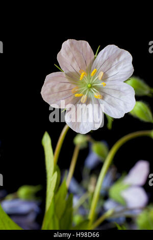 De Gros plan sur fond noir de fleurs sauvages Banque D'Images