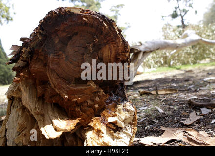 Rupture de la direction générale de l'ancien arbre d'eucalyptus, en raison de la période de sécheresse prolongée, Royal Botanic Garden, Melbourne, Victoria Banque D'Images