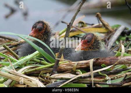 Foulques bébé (Fulica atra) sur leur nid attendent les parents pour revenir avec de la nourriture. Banque D'Images