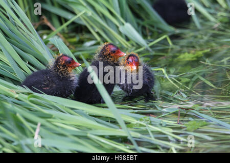 Foulques bébé (Fulica atra) sur leur nid attendent les parents pour revenir avec de la nourriture. Banque D'Images