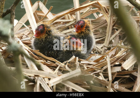 Foulques bébé (Fulica atra) sur leur nid attendent les parents pour revenir avec de la nourriture. Banque D'Images