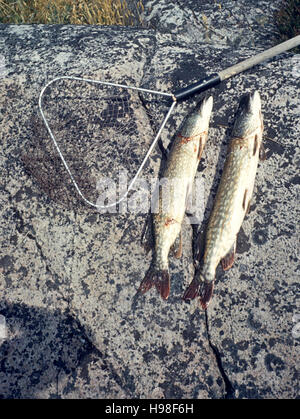 Deux piques sur le visage de roche pour la pêche Banque D'Images