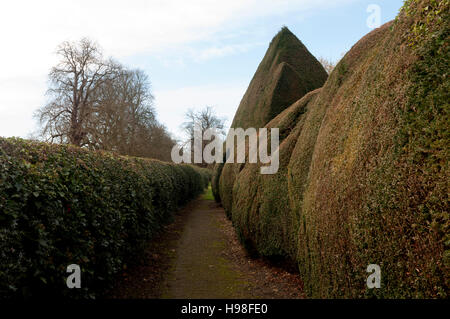 Une haie d'if, près de saint Édouard le Confesseur, Église Shalstone, Buckinghamshire, England, UK Banque D'Images