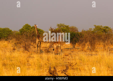 Maman & Bébé girafe du sud sur l'exécuter loin de chasser des yeux dans la superbe Afrique bush veld étaient elles peuvent disparaître complètement. Banque D'Images