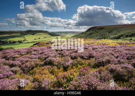 Dans Fryupdale Heather Août, North York Moors National Park Banque D'Images