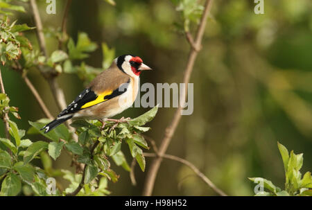 Un Chardonneret jaune (Carduelis carduelis) perché sur une branche. Banque D'Images