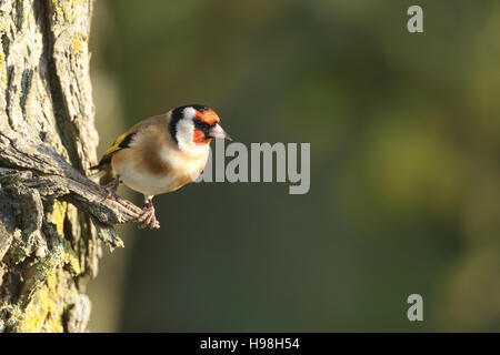 Un Chardonneret jaune (Carduelis carduelis) perché sur le flanc d'un arbre. Banque D'Images