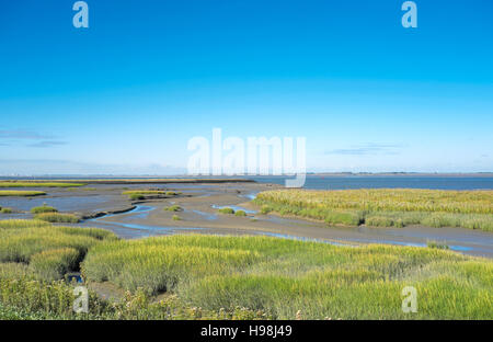 Vasière à marée et de la végétation de marais dans le Verdronken Land van Saeftinghe, estuaire de l'Escaut occidental aux Pays-Bas Banque D'Images