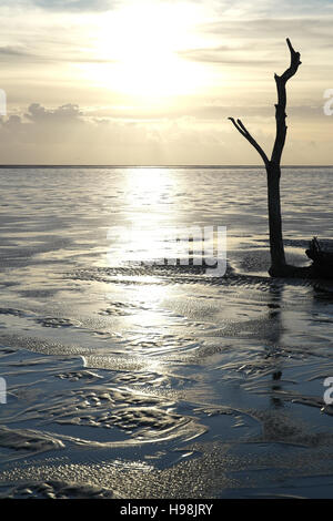 Portrait de la branche verticale passant d'un tronc d'arbre couché sur le sable de plage humide, vers un livre blanc, coucher de soleil jaune Fairhaven, Lytham Banque D'Images