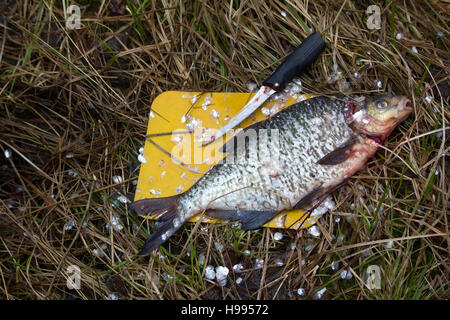 Nettoyage du poisson dans la nature (chariot de cuisine, cuisine de campagne). La préparation des aliments. Pêcheur nettoie la brème fraîchement pêchés pour la soupe de poisson (bouillabaisse ) Banque D'Images