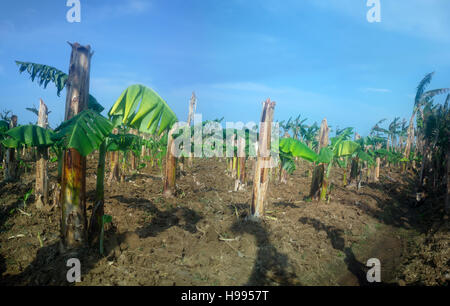 Ancienne plantation de bananes. Old hollow tiges cassées (sauvegarde) et de rhizomes ont augmenté nouvelle feuille Banque D'Images