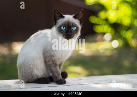 Blue Eyed cat ressemble à l'appareil photo tout en étant assis sur une planche en bois Banque D'Images