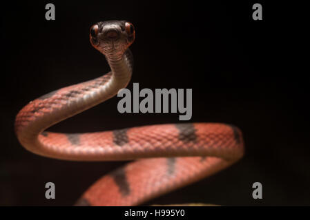 Un serpent de vigne rouge (Siphlophis compressus) du Pérou qui dressa et il m'a regardé comme je l'ai approché. Banque D'Images
