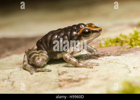 Un mâle los Tayos grenouille Rocket (Hyloxalus nexipus) porte son têtards sur son dos, un comportement caractéristique de poison dart frog Banque D'Images