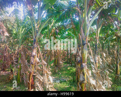 Ancienne plantation de bananes. Old hollow tiges cassées (sauvegarde) et de rhizomes ont augmenté nouvelle feuille Banque D'Images