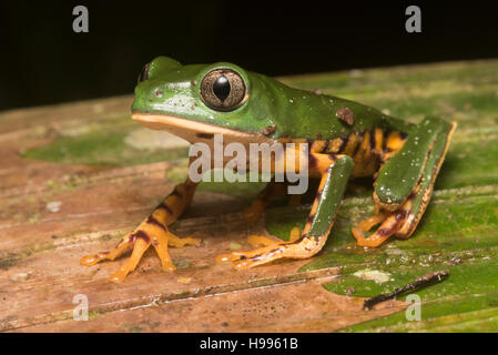 Un tigre (Callimedusa grenouille feuille [Phylomedusa] tomopterna) du Pérou. Banque D'Images