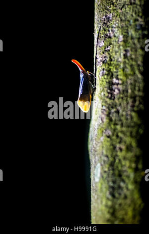 Un Pyrops sultana utilisant son long et mince proboscis pour atteindre le phloème dans l'écorce d'arbre. Banque D'Images