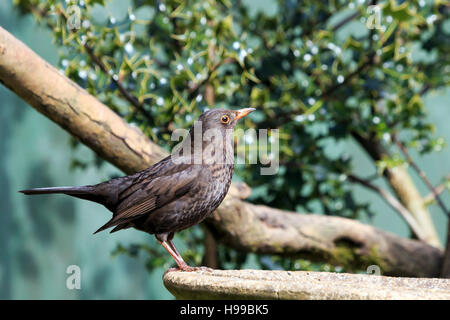 Merle perché sur un birdbath in a sunlit UK garden Banque D'Images