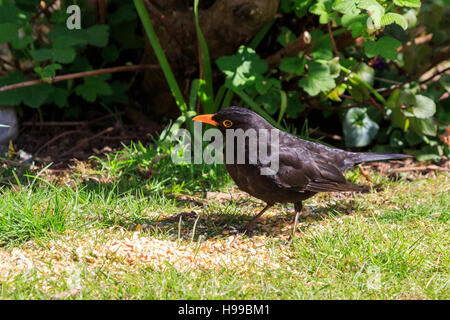 Blackbird féminin à la recherche de nourriture dans un jardin Banque D'Images