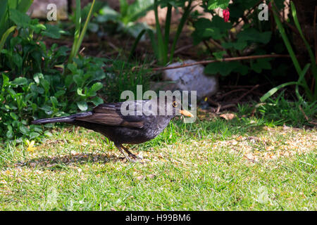 Blackbird féminin à la recherche de nourriture dans un jardin Banque D'Images