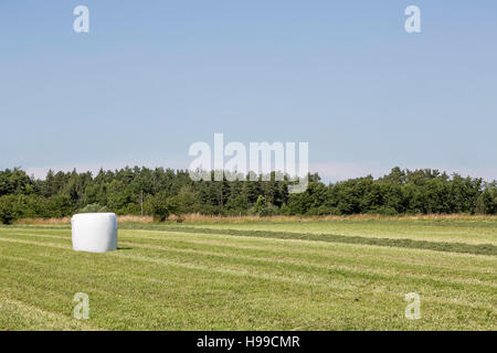 Balle d'ensilage dans domaine agricole avec des arbres et un ciel bleu en arrière-plan. Banque D'Images