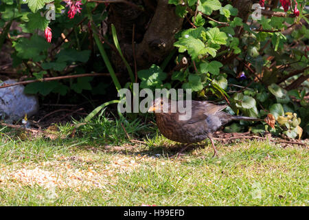 Blackbird féminin à la recherche de nourriture dans un jardin Banque D'Images