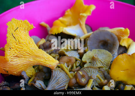 Libre de l'entonnoir (Craterellus tubaeformis) chanterelles et Girolles (Cantharellus cibarius) Banque D'Images