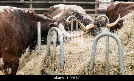 Longhorn l'engraissement de bovins sur la paille Banque D'Images