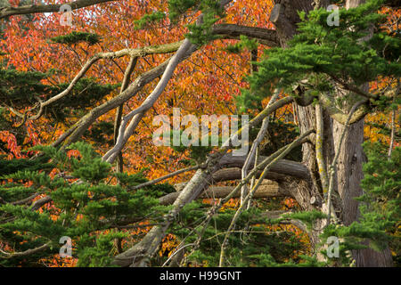 Branches d'un Chypriote Monterey (Cupressus macrocarpa) arbre avec les feuilles d'automne d'un merisier (Prunus avium) derrière. Banque D'Images