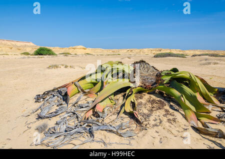 Welwitschia mirabilis ancienne plante désertique de plus en lit de rivière à sec, Désert du Namib Angola. Ces plantes poussent très lentement et pour des centaines d'années et Banque D'Images