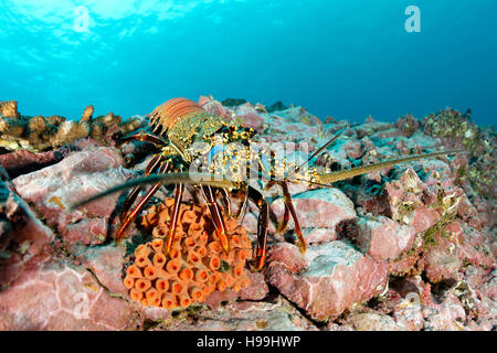 Brown langouste, l'île de Malpelo, en Colombie, à l'Est de l'Océan Pacifique Banque D'Images