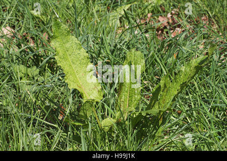 Dock à larges feuilles Rumex obtusifolius Banque D'Images