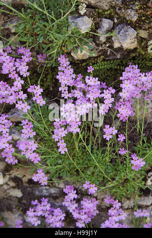 Conte de foxglove Erinus alpinus sur roadside bank Banque D'Images