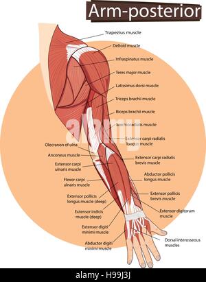 Vector illustration de l'anatomie du bras Illustration de Vecteur