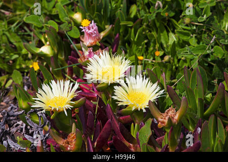 Carpobrotus edulis Hottentot fig Alentejo Portugal Banque D'Images